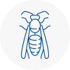 Carnforth Wasp Nest Removal